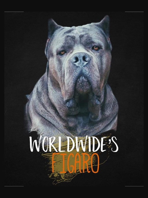 Cane Corso Worldwide's Figaro