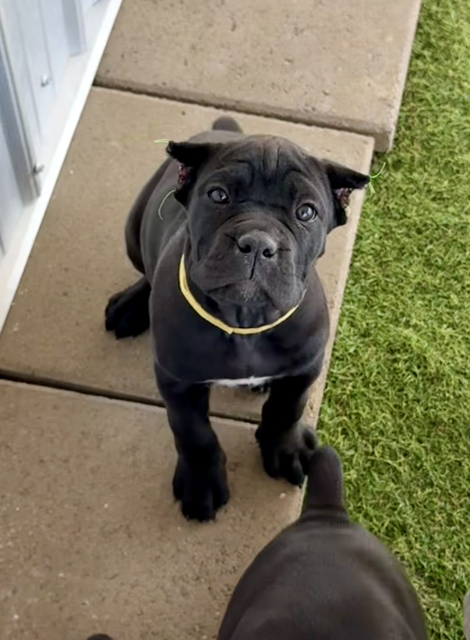 Yellow Collar Female Black Cane Corso Puppy